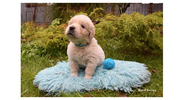 Щенки папийона (папильона) в питомнике Бон Плезир Щенки папийона (папильона) в питомнике Бон Плезир