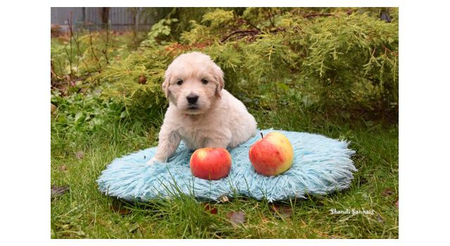 Щенки папийона (папильона) в питомнике Бон Плезир Щенки папийона (папильона) в питомнике Бон Плезир