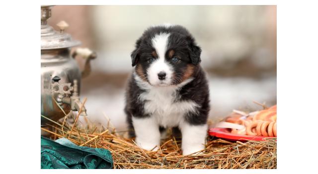 Щенки папийона (папильона) в питомнике Бон Плезир Щенки папийона (папильона) в питомнике Бон Плезир