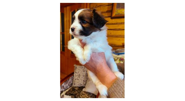 Щенки папийона (папильона) в питомнике Бон Плезир Щенки папийона (папильона) в питомнике Бон Плезир