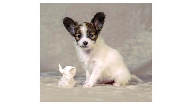 Щенки папийона (папильона) в питомнике Бон Плезир Щенки папийона (папильона) в питомнике Бон Плезир