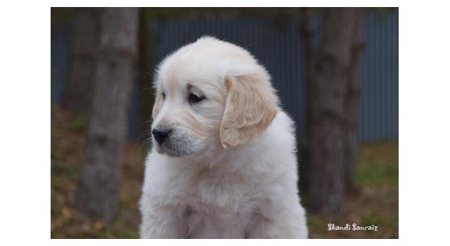 Щенки папийона (папильона) в питомнике Бон Плезир Щенки папийона (папильона) в питомнике Бон Плезир