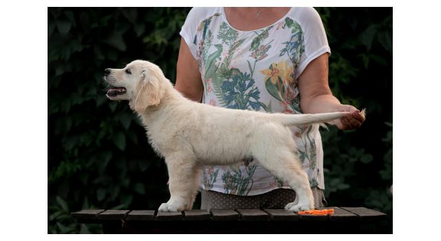 Щенки папийона (папильона) в питомнике Бон Плезир Щенки папийона (папильона) в питомнике Бон Плезир