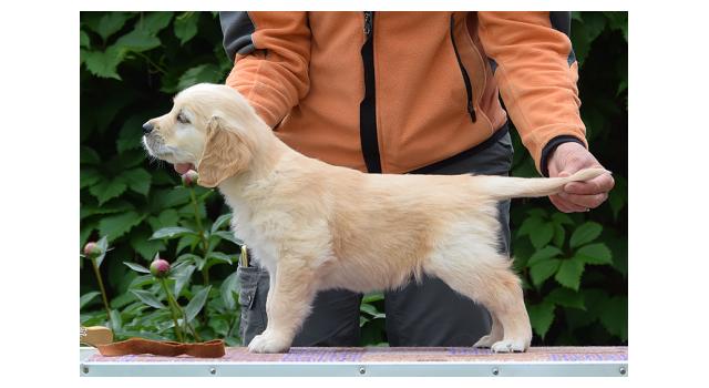 Щенки папийона (папильона) в питомнике Бон Плезир Щенки папийона (папильона) в питомнике Бон Плезир