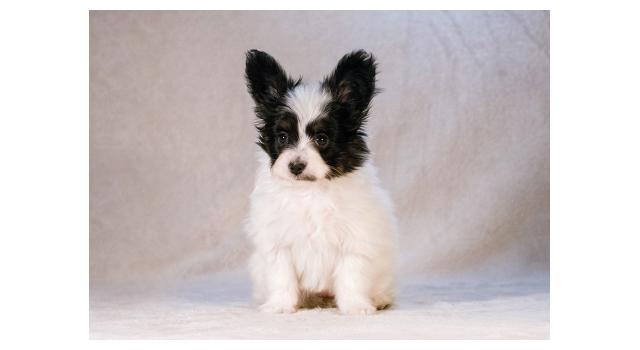 Щенки папийона (папильона) в питомнике Бон Плезир Щенки папийона (папильона) в питомнике Бон Плезир