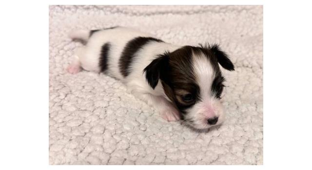 Щенки папийона (папильона) в питомнике Бон Плезир Щенки папийона (папильона) в питомнике Бон Плезир