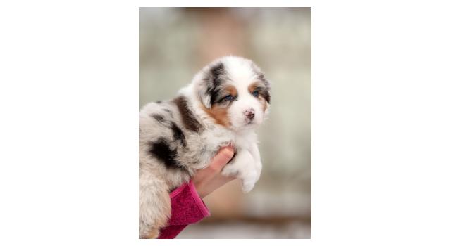 Щенки папийона (папильона) в питомнике Бон Плезир Щенки папийона (папильона) в питомнике Бон Плезир