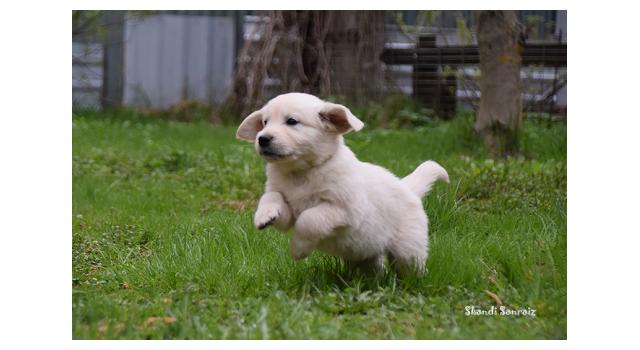 Puppies of papillon in Bon Plaisir Kennel Puppies of papillon in Bon Plaisir Kennel