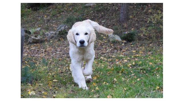 Щенки папийона (папильона) в питомнике Бон Плезир Щенки папийона (папильона) в питомнике Бон Плезир