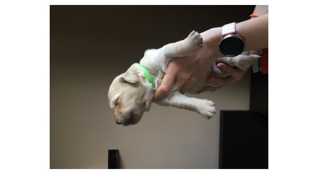 Щенки папийона (папильона) в питомнике Бон Плезир Щенки папийона (папильона) в питомнике Бон Плезир