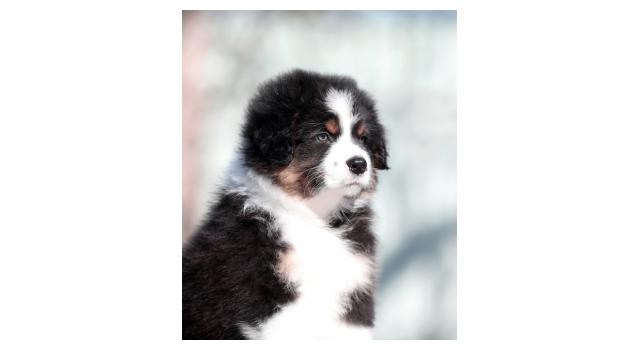 Щенки папийона (папильона) в питомнике Бон Плезир Щенки папийона (папильона) в питомнике Бон Плезир