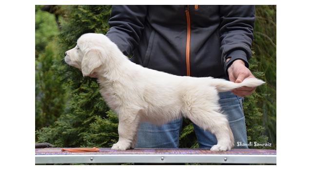 Puppies of papillon in Bon Plaisir Kennel Puppies of papillon in Bon Plaisir Kennel