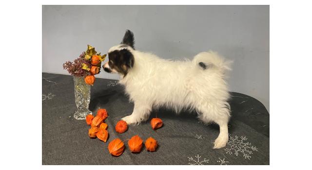 Щенки папийона (папильона) в питомнике Бон Плезир Щенки папийона (папильона) в питомнике Бон Плезир