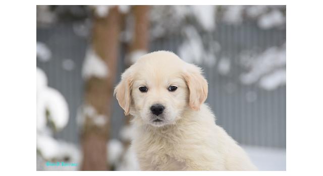 Щенки папийона (папильона) в питомнике Бон Плезир Щенки папийона (папильона) в питомнике Бон Плезир