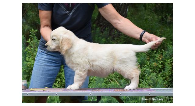 Щенки папийона (папильона) в питомнике Бон Плезир Щенки папийона (папильона) в питомнике Бон Плезир