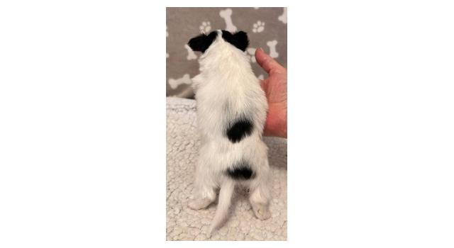 Щенки папийона (папильона) в питомнике Бон Плезир Щенки папийона (папильона) в питомнике Бон Плезир