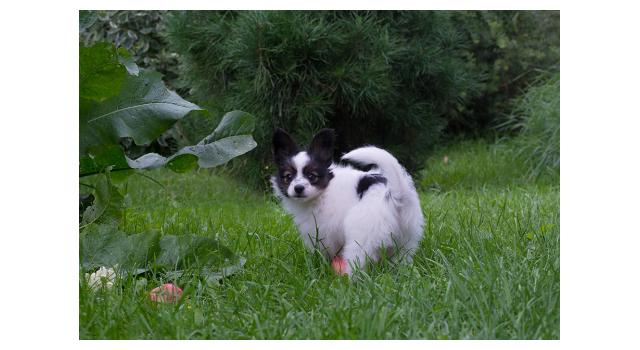 Щенки папийона (папильона) в питомнике Бон Плезир Щенки папийона (папильона) в питомнике Бон Плезир