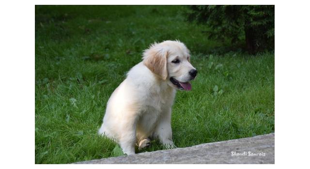 Щенки папийона (папильона) в питомнике Бон Плезир Щенки папийона (папильона) в питомнике Бон Плезир