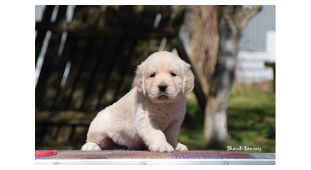 Puppies of papillon in Bon Plaisir Kennel Puppies of papillon in Bon Plaisir Kennel