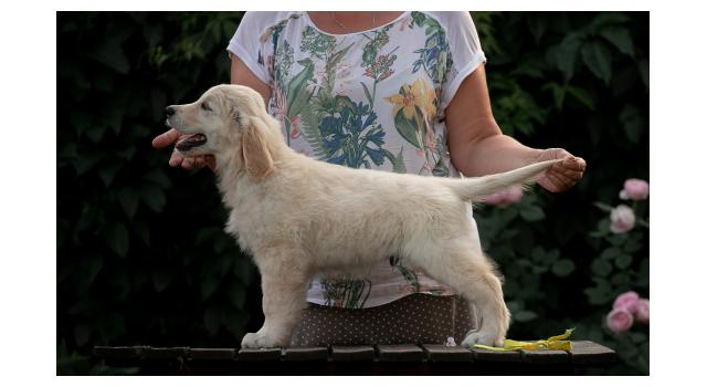 Щенки папийона (папильона) в питомнике Бон Плезир Щенки папийона (папильона) в питомнике Бон Плезир