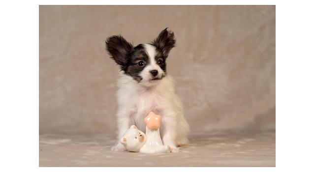 Щенки папийона (папильона) в питомнике Бон Плезир Щенки папийона (папильона) в питомнике Бон Плезир