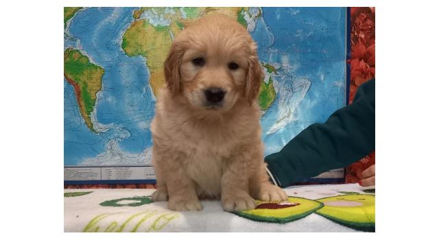 Щенки папийона (папильона) в питомнике Бон Плезир Щенки папийона (папильона) в питомнике Бон Плезир