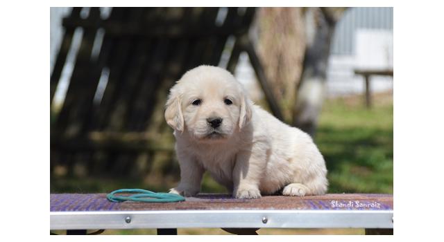 Puppies of papillon in Bon Plaisir Kennel Puppies of papillon in Bon Plaisir Kennel