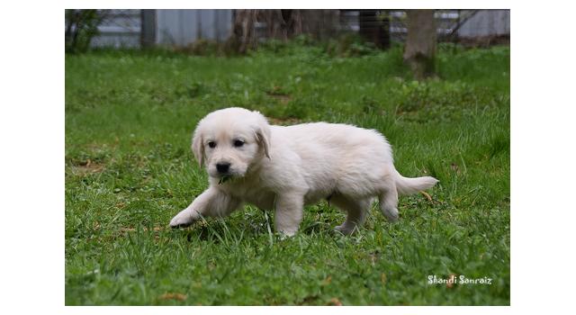 Puppies of papillon in Bon Plaisir Kennel Puppies of papillon in Bon Plaisir Kennel