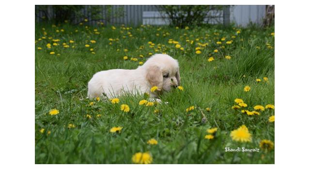 Puppies of papillon in Bon Plaisir Kennel Puppies of papillon in Bon Plaisir Kennel