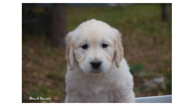 Щенки папийона (папильона) в питомнике Бон Плезир Щенки папийона (папильона) в питомнике Бон Плезир