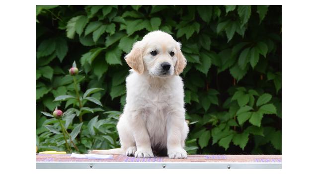 Щенки папийона (папильона) в питомнике Бон Плезир Щенки папийона (папильона) в питомнике Бон Плезир