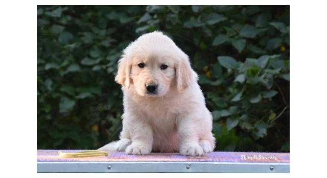 Щенки папийона (папильона) в питомнике Бон Плезир Щенки папийона (папильона) в питомнике Бон Плезир