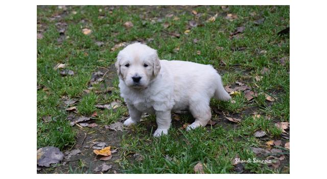 Щенки папийона (папильона) в питомнике Бон Плезир Щенки папийона (папильона) в питомнике Бон Плезир