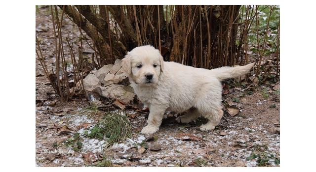 Щенки папийона (папильона) в питомнике Бон Плезир Щенки папийона (папильона) в питомнике Бон Плезир