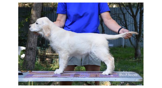 Щенки папийона (папильона) в питомнике Бон Плезир Щенки папийона (папильона) в питомнике Бон Плезир