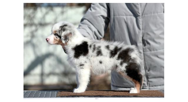Щенки папийона (папильона) в питомнике Бон Плезир Щенки папийона (папильона) в питомнике Бон Плезир
