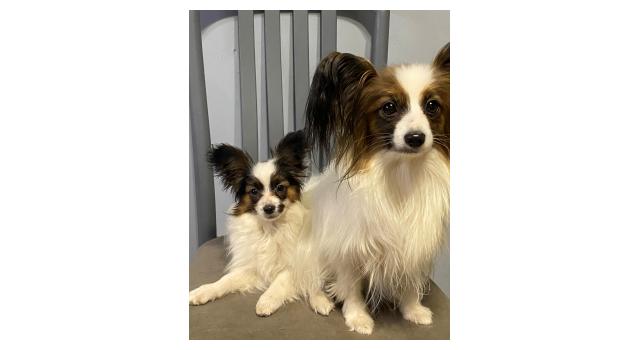 Щенки папийона (папильона) в питомнике Бон Плезир Щенки папийона (папильона) в питомнике Бон Плезир