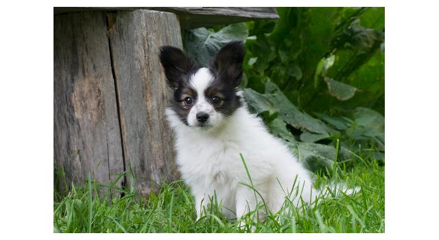 Щенки папийона (папильона) в питомнике Бон Плезир Щенки папийона (папильона) в питомнике Бон Плезир