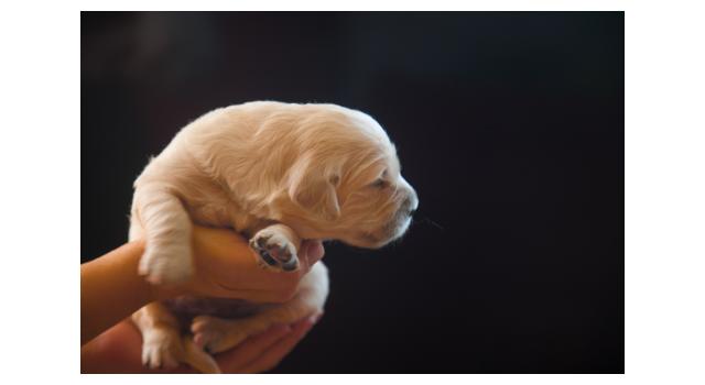 Щенки папийона (папильона) в питомнике Бон Плезир Щенки папийона (папильона) в питомнике Бон Плезир