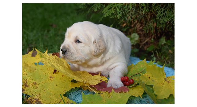 Щенки папийона (папильона) в питомнике Бон Плезир Щенки папийона (папильона) в питомнике Бон Плезир