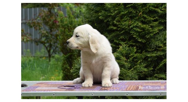 Puppies of papillon in Bon Plaisir Kennel Puppies of papillon in Bon Plaisir Kennel