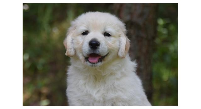 Щенки папийона (папильона) в питомнике Бон Плезир Щенки папийона (папильона) в питомнике Бон Плезир