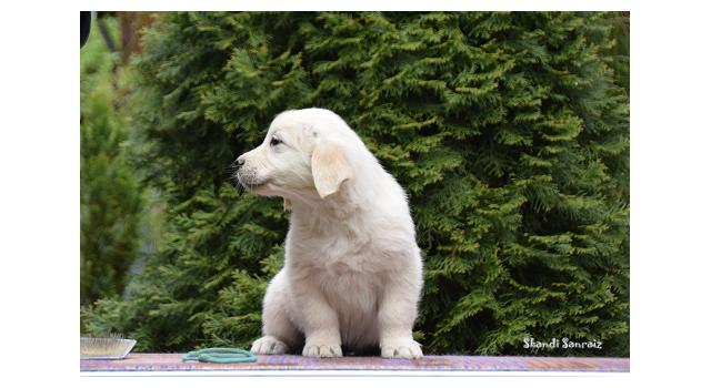 Puppies of papillon in Bon Plaisir Kennel Puppies of papillon in Bon Plaisir Kennel