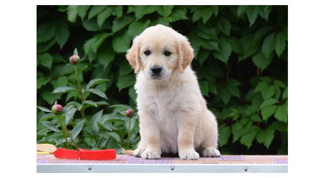 Щенки папийона (папильона) в питомнике Бон Плезир Щенки папийона (папильона) в питомнике Бон Плезир