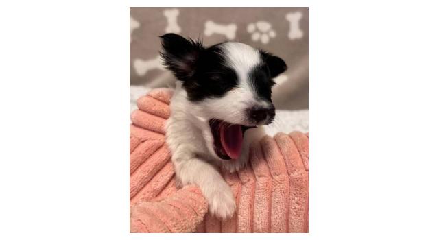 Щенки папийона (папильона) в питомнике Бон Плезир Щенки папийона (папильона) в питомнике Бон Плезир