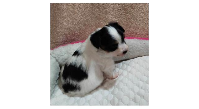 Щенки папийона (папильона) в питомнике Бон Плезир Щенки папийона (папильона) в питомнике Бон Плезир