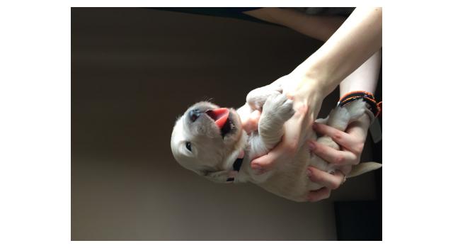 Щенки папийона (папильона) в питомнике Бон Плезир Щенки папийона (папильона) в питомнике Бон Плезир