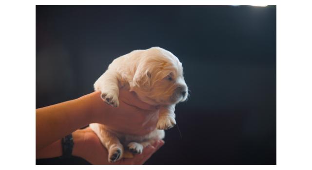 Щенки папийона (папильона) в питомнике Бон Плезир Щенки папийона (папильона) в питомнике Бон Плезир