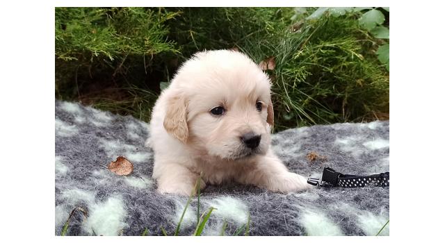 Щенки папийона (папильона) в питомнике Бон Плезир Щенки папийона (папильона) в питомнике Бон Плезир