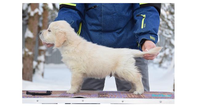 Щенки папийона (папильона) в питомнике Бон Плезир Щенки папийона (папильона) в питомнике Бон Плезир